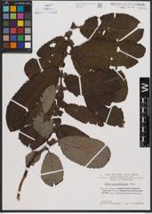 Foto von Salix appendiculata Vill.